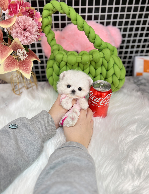 강아지 썸네일